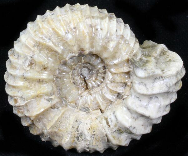 Pavlovia Ammonite Fossil - Siberia #29766
